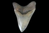Serrated, Fossil Megalodon Tooth - Collector Quality #76508-2